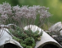 Growing in tiles, Vessy Switzerland